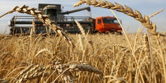 محاصيل الحبوب الروسية تسجل رقماً قياسياً جديداً