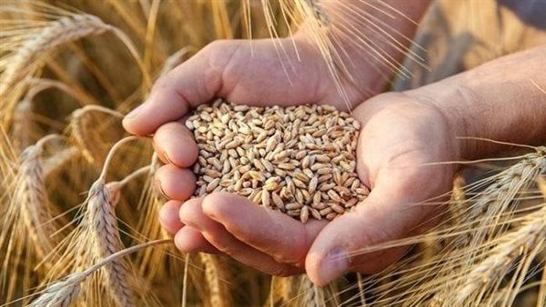 بحوث الصحراء يرفع درجة الاستعداد القصوى لزراعة القمح والشعير بالمناطق الحدودية