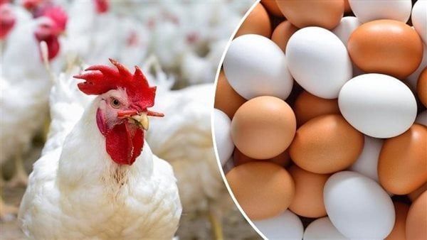 أسعار الدواجن والبيض اليوم الجمعة 1-12-2023 بالدقهلية