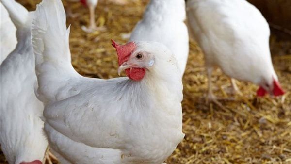 رئيس اتحاد منتجي الدواجن: تراجع سعر الكيلو لـ 68 جنيها بشرط