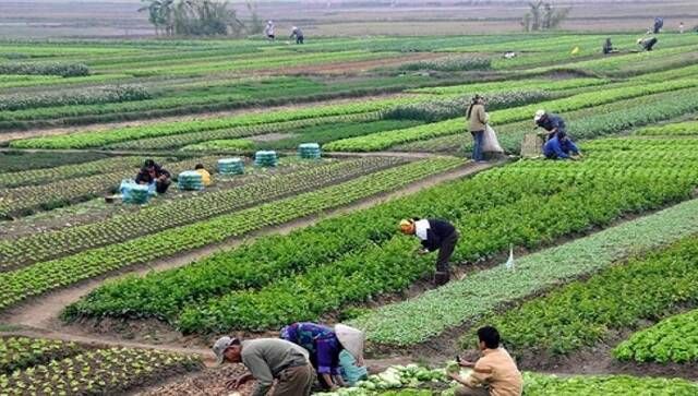 نمو واردات بعض المنتجات الزراعية الإيرانية إلى روسيا 500%