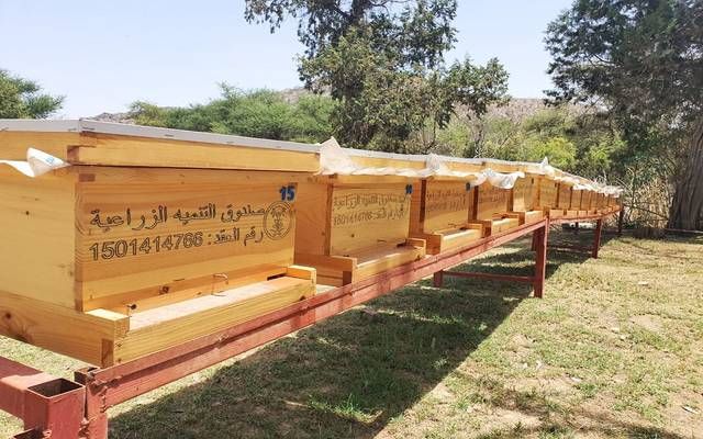 "ريف السعودية": 140 مليون ريال دعم قطاع العسل وإنتاج أكثر من 3 آلاف طن