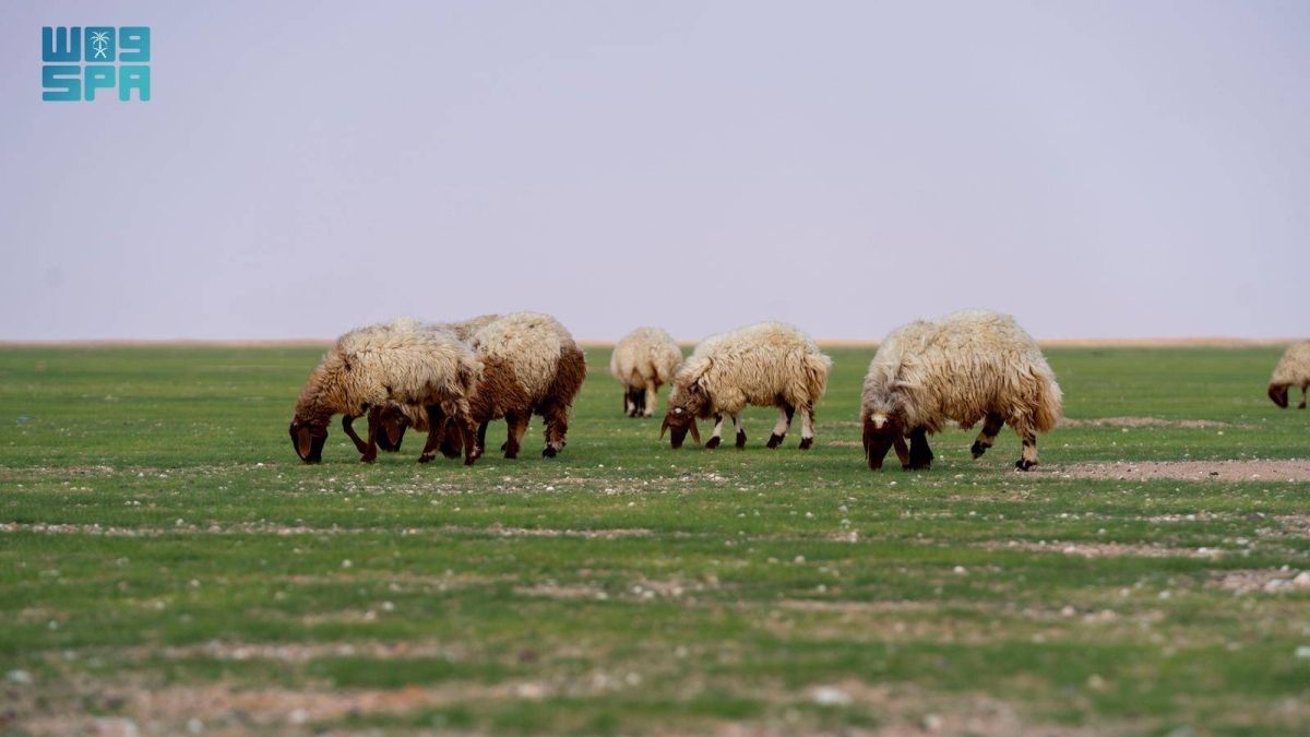 «الغطاء النباتي» يبدأ في إصدار تصاريح الرعي
