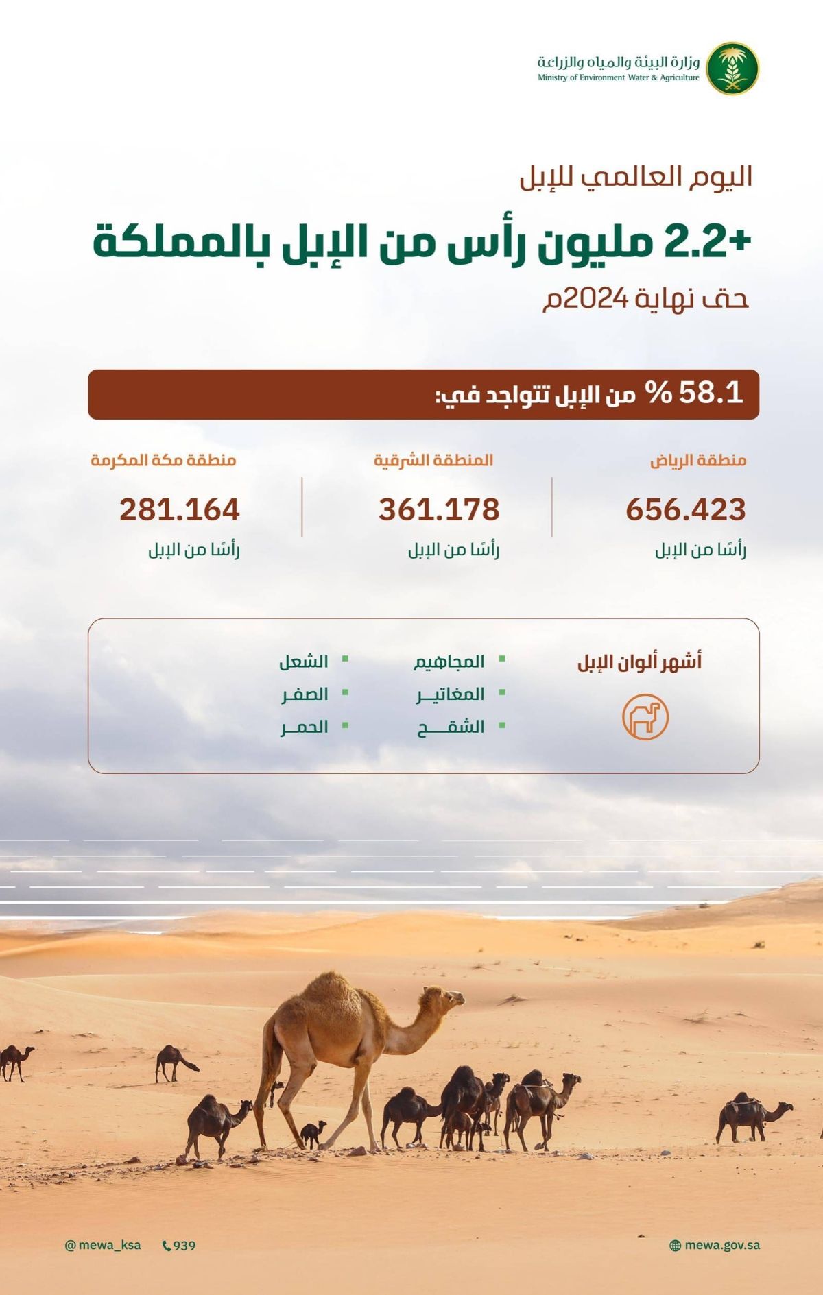 2.2 مليون رأس من الإبل تجسد أهمية الموروث الوطني السعودي