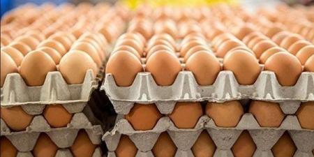 سعر كرتونة البيض اليوم الأربعاء في بورصة الدواجن