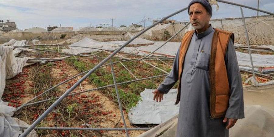 (فاو):
      4.6%
      فقط
      من
      أراضي
      قطاع
      غزة
      صالحة
      للزراعة