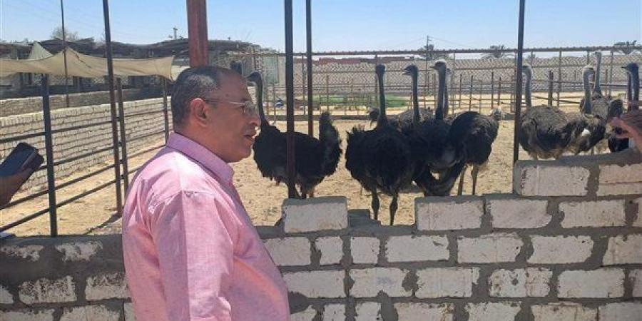 النعام ثروة قومية، وكيل الزراعة بالإسماعيلية يوجه بدعم القطاع لزيادة الإنتاج (صور)