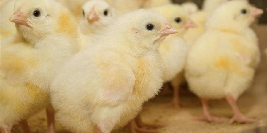 أسعار الكتاكيت والبط اليوم الأحد في بورصة الدواجن