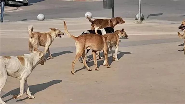 الطب البيطري ببورسعيد يحيل لجنة جمع الكلاب الضالة للتحقيق.. ومصدر يوضح السبب