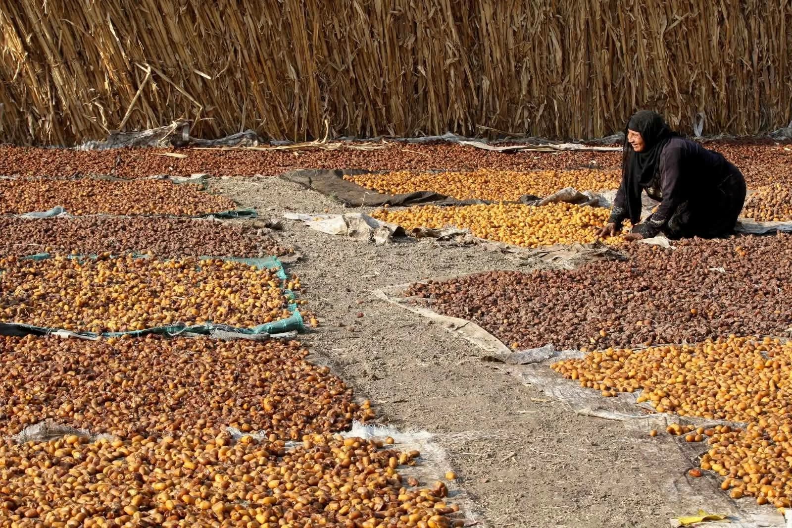 أسعار البلح والتمر فى سيوة ومطروح اليوم الأربعاء