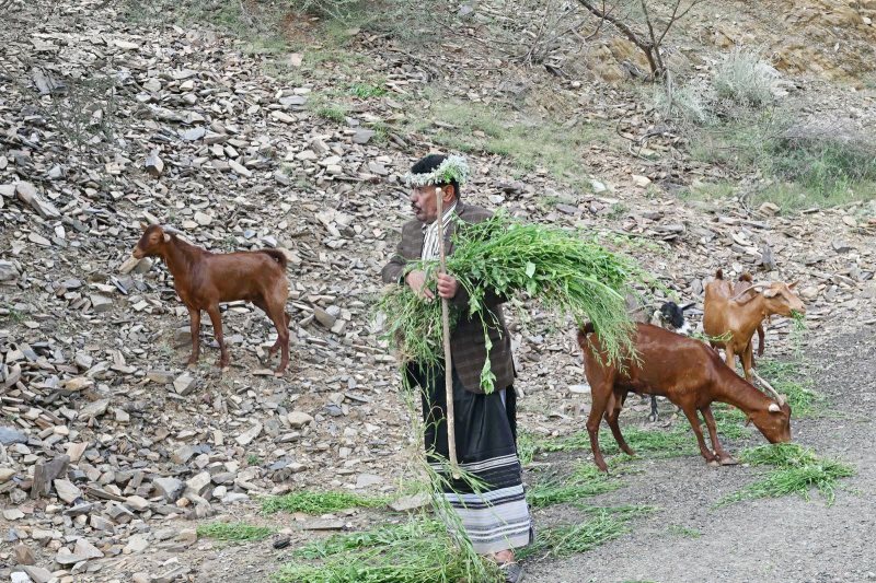 ترويعة الراعي.. أنشودة الأرض والقطيع