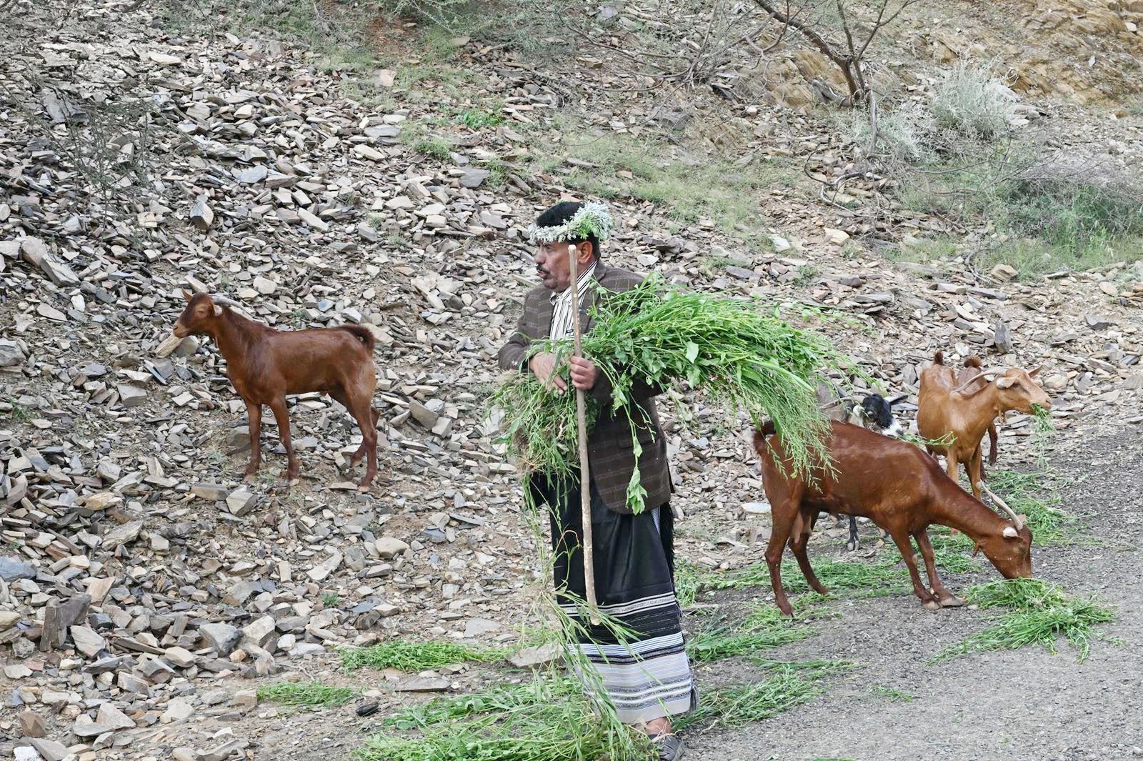 ترويعة الراعي.. أنشودة الأرض والقطيع