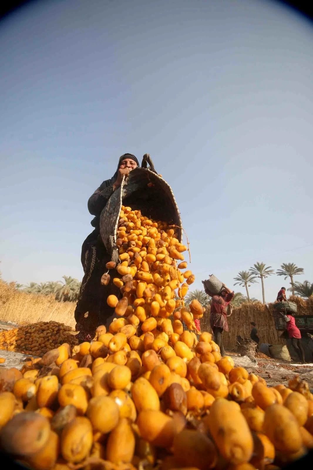 أسعار التمر والبلح السيوى فى مطروح الخميس