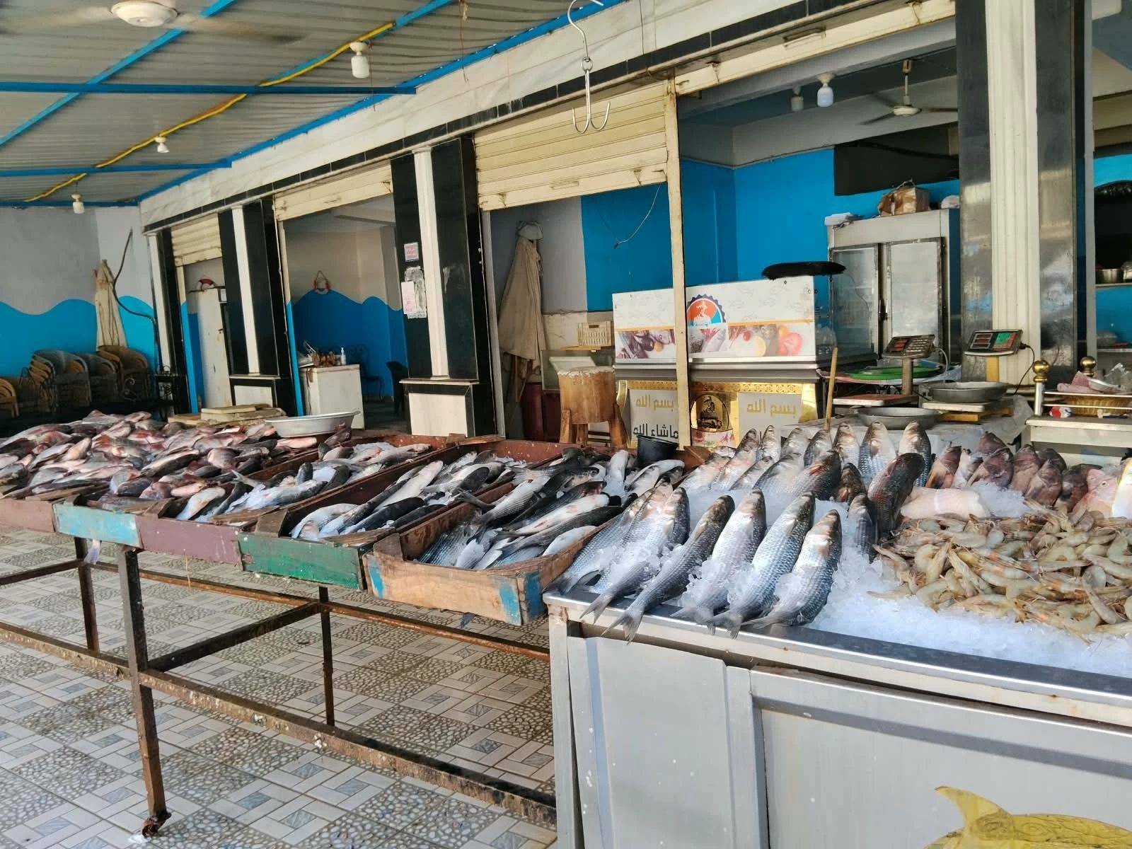 أسعار السمك البلطي والبوري والجمبري اليوم في أسواق مطروح