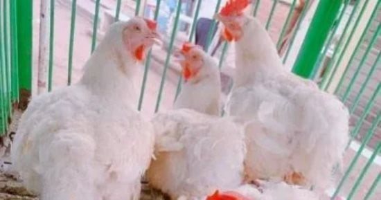أسعار الفراخ بأسواق مطروح اليوم الاثنين 19-10-2026.. البط بـ130 جنيها