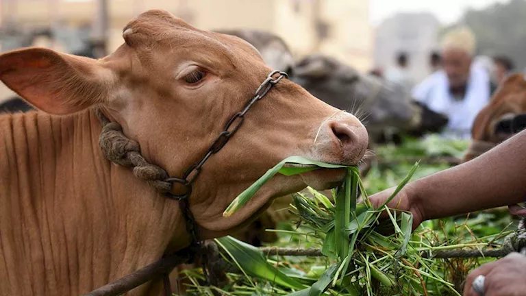 5 أمراض تهدد الماشية مع اقتراب الشتاء.. ومسؤول ببحوث الحيوان يكشف الأعراض