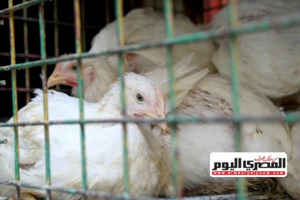 «بكم الفراخ البيضا؟».. أسعار الدواجن والطيور البلدي في أسواق الإسكندرية اليوم السبت 10 أكتوبر 2026