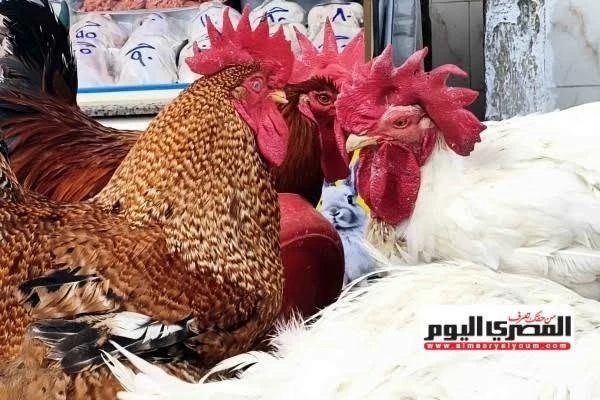 أسعار الفراخ والطيور واللحوم في الإسكندرية اليوم الاثنين 12 أكتوبر 2026