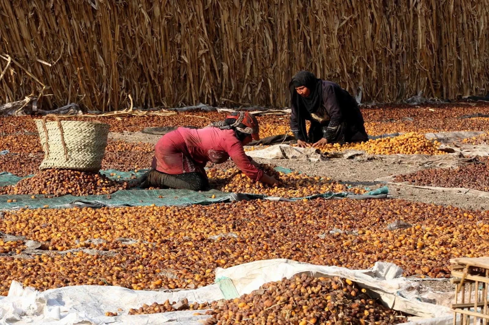 البلح السيوي يبدأ من 30 جنيهًا.. أسعار التمور اليوم في مطروح وسيوة