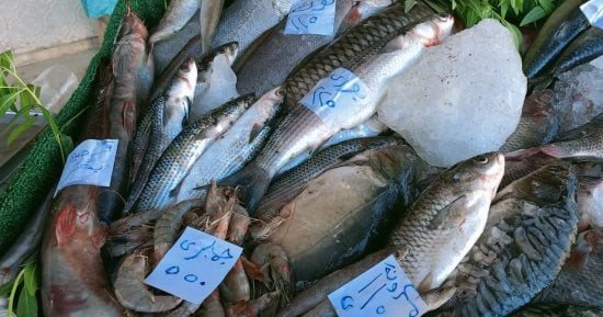 قبل الشراء.. تعرف على أسعار الأسماك والجمبري في الإسماعيلية اليوم الإثنين