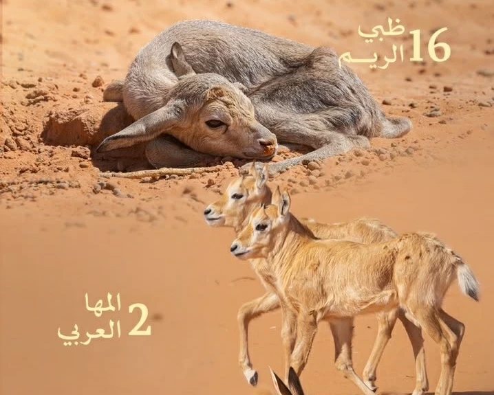19 مولوداً للكائنات الفطرية في «محمية الإمام عبدالعزيز»